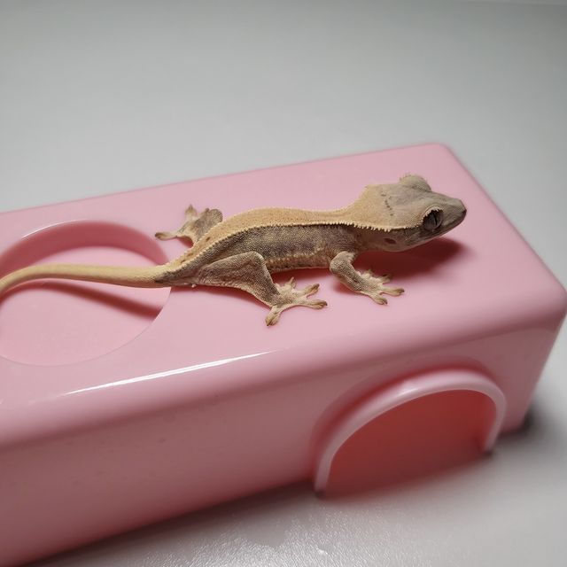 릴리화이트