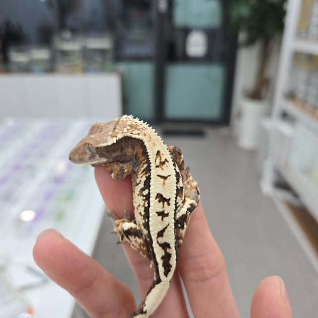 세이블