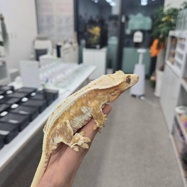 릴리100%헷아잔틱