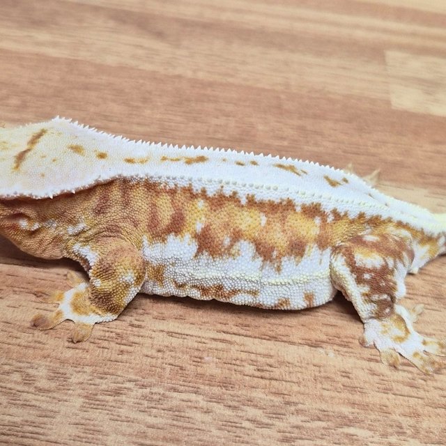 릴리100%헷아잔틱