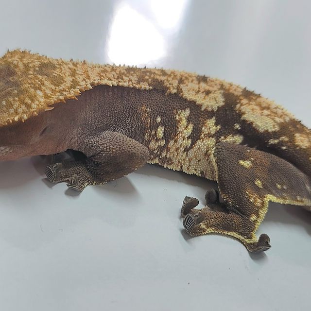 세이블