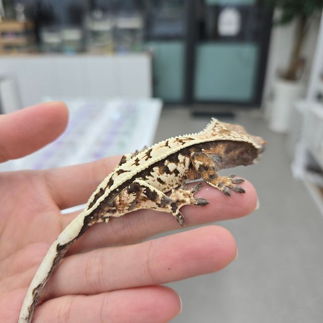 세이블