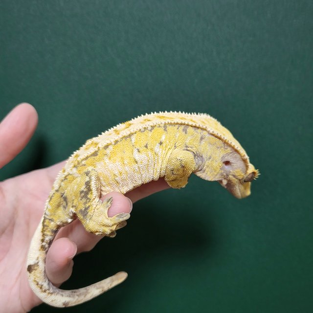 트라이 익스트림할리퀸