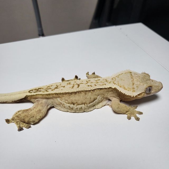 크림시클