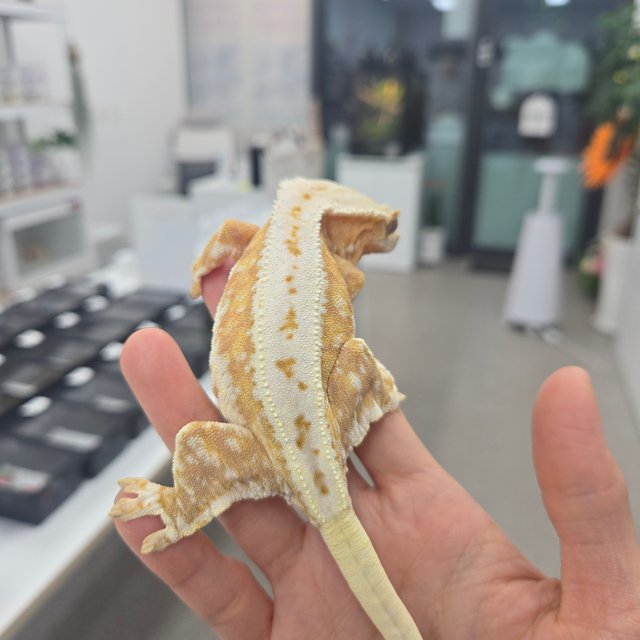 릴리100%헷아잔틱