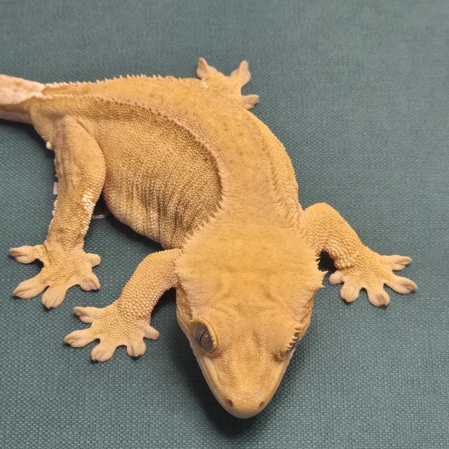 패턴리스 팬텀 벅스킨 옐로우