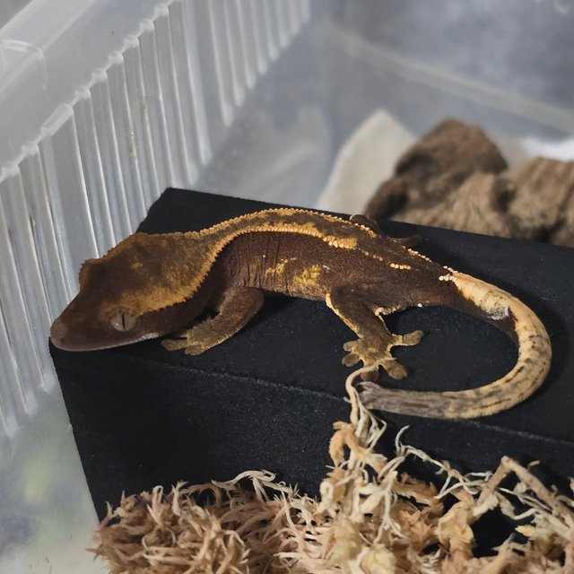 노멀 슈퍼스트라이프