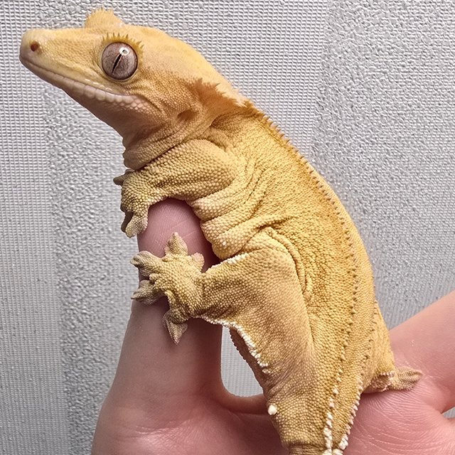 패턴리스 팬텀 벅스킨 옐로우