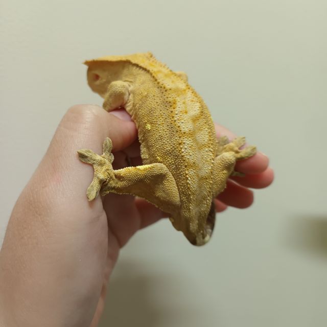 벅스킨 브린들 옐로우