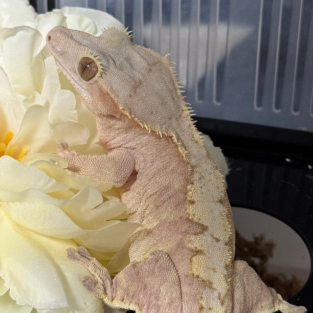 노멀 벅스킨 화이트