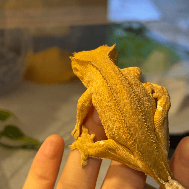 패턴리스 팬텀 벅스킨 옐로우