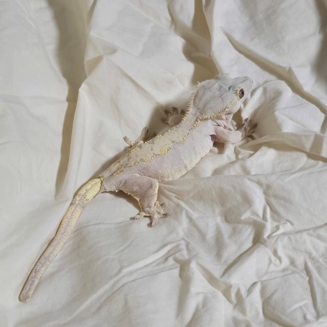 노멀 벅스킨 화이트