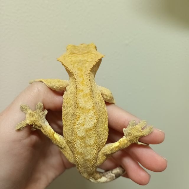 벅스킨 브린들 옐로우