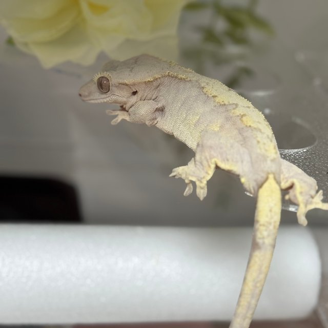 노멀 벅스킨 화이트