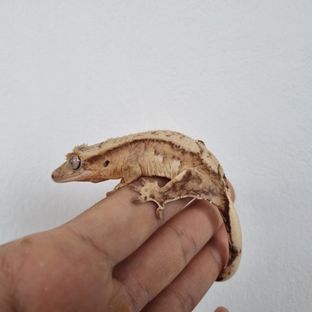 노멀 크림 옐로우