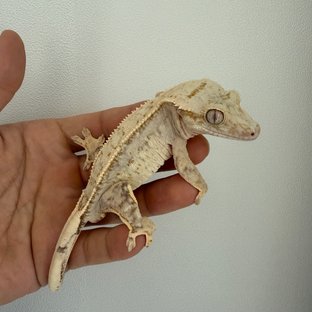 크림시클 크림 옐로우