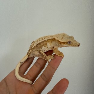 노멀 크림시클 크림 옐로우