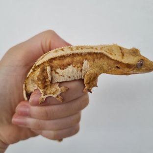 노멀 크림시클 크림 옐로우