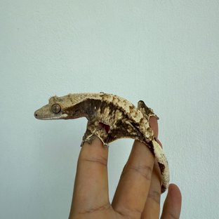 노멀
