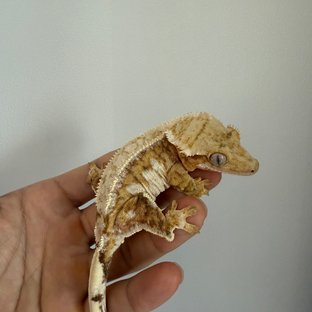 노멀 드리피 화이트스팟 크림 옐로우 크림시클