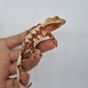 노멀 레드