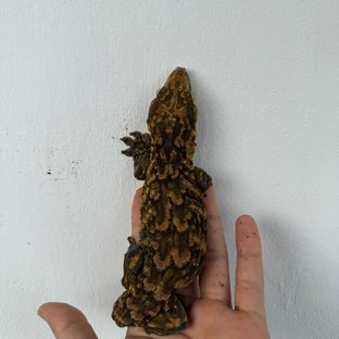 동배
