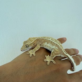 노멀 크림시클