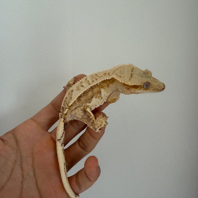 노멀 크림시클 크림 옐로우