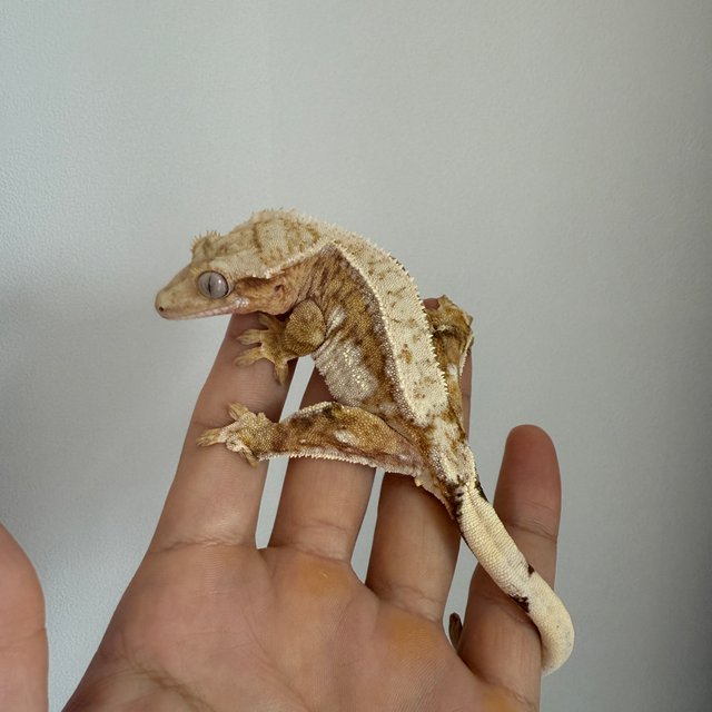 노멀 드리피 화이트스팟 크림 옐로우 크림시클