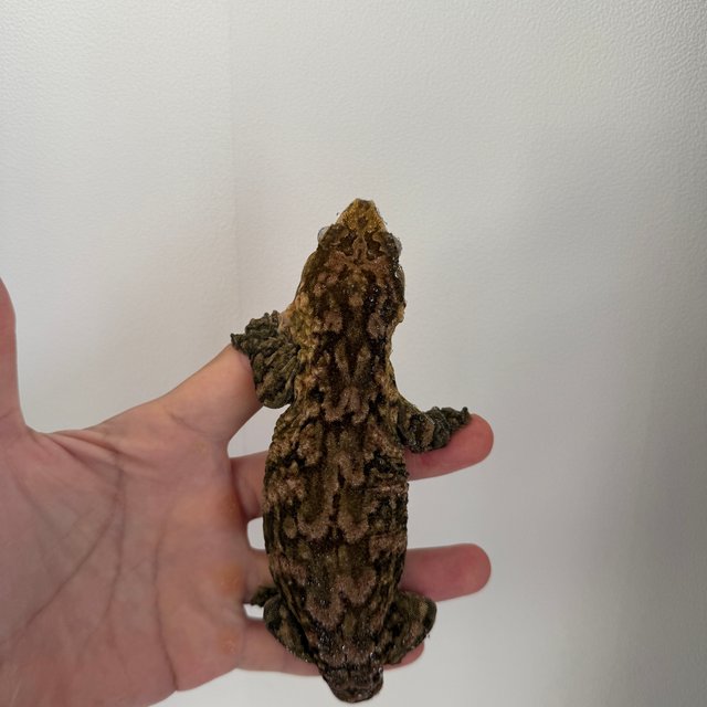 리핀리치스 멜라니스틱