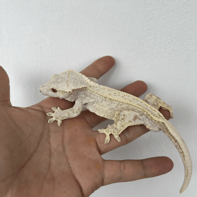 노멀 크림 크림시클