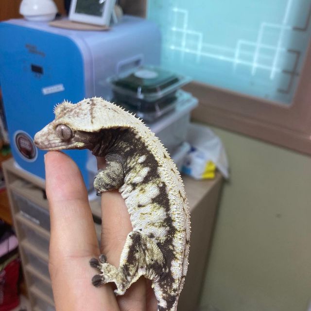 노멀 드리피
