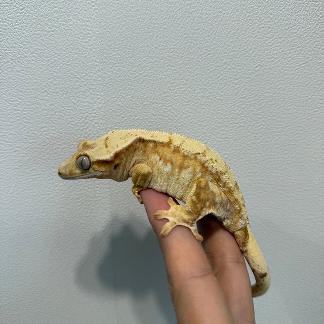 노멀 크림 옐로우 크림시클