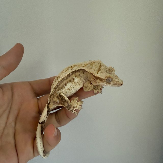 노멀 크림 크림시클