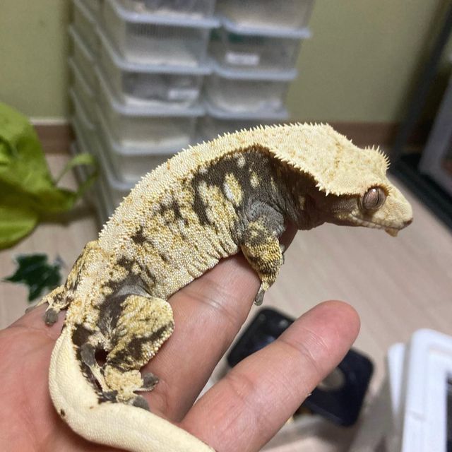 노멀