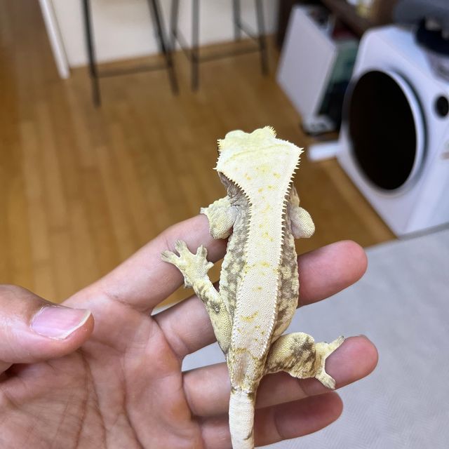 노멀 드리피 화이트스팟