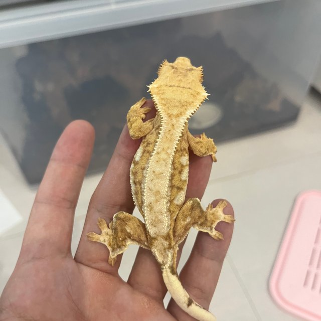 노멀 드리피 화이트스팟 크림 옐로우 크림시클