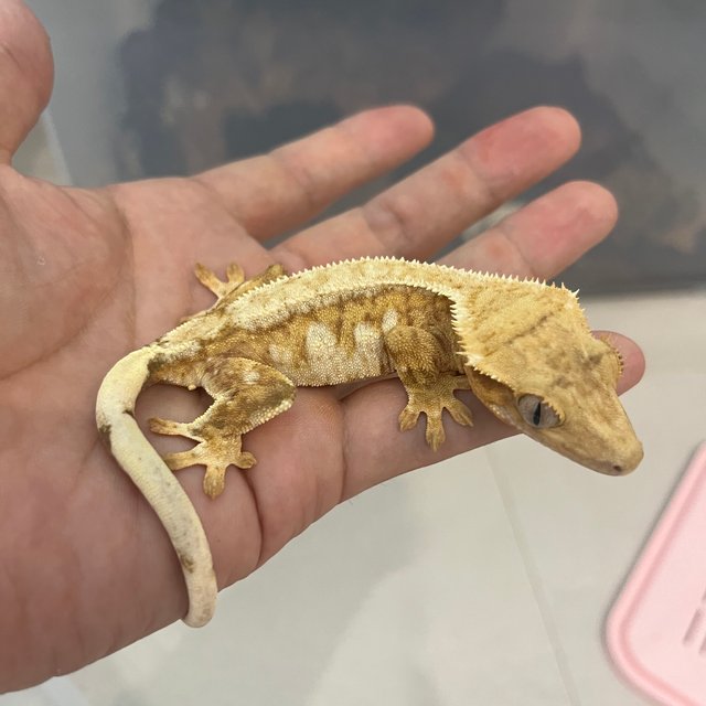 노멀 드리피 화이트스팟 크림 옐로우 크림시클