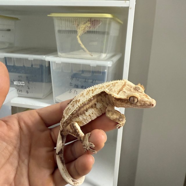 노멀 크림 크림시클