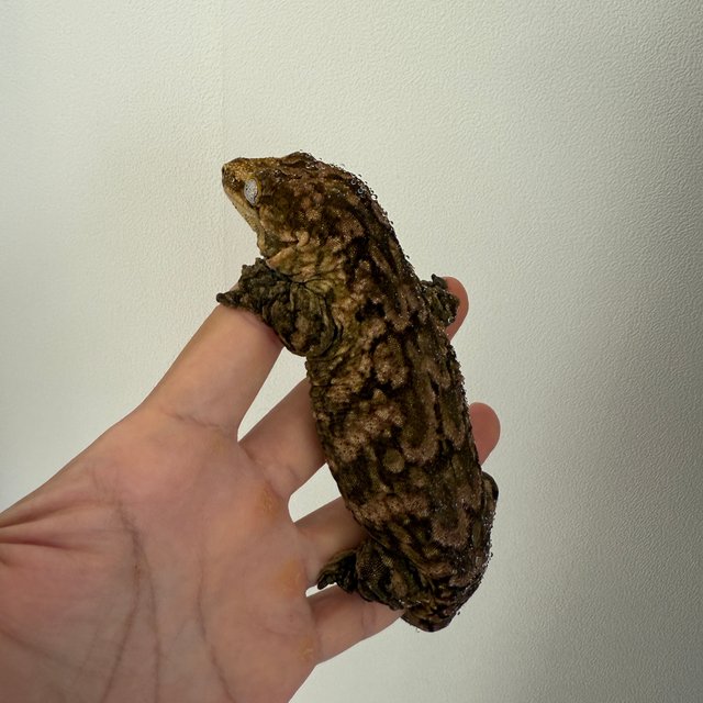 리핀리치스 멜라니스틱