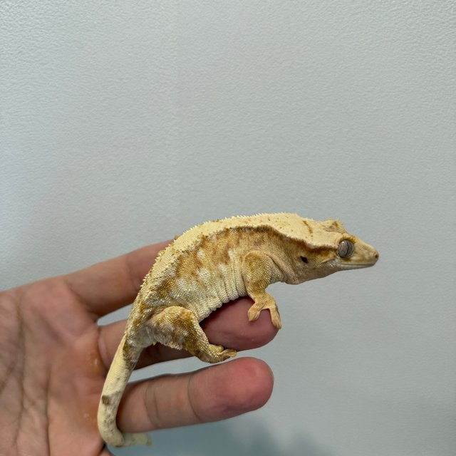 노멀 크림 옐로우 크림시클