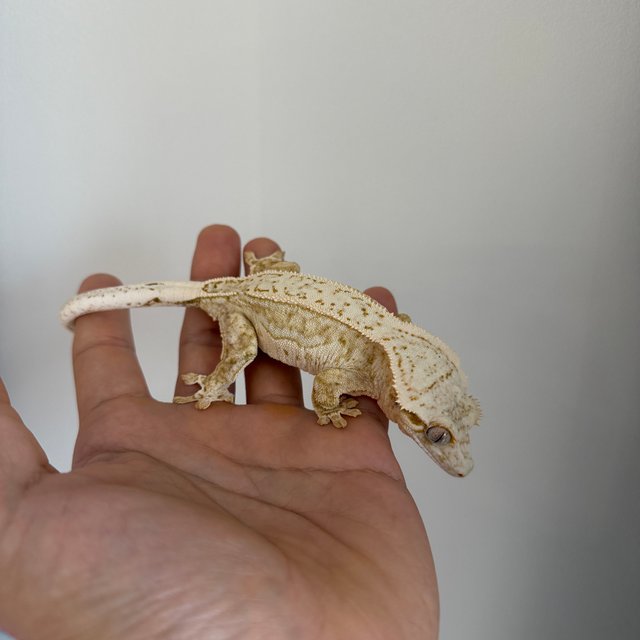 노멀 크림시클 크림 화이트