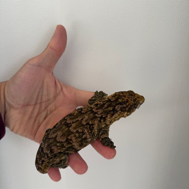 리핀리치스 멜라니스틱