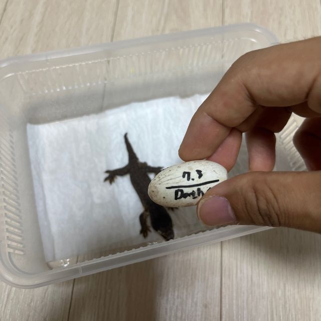 다스몰 리핀리치스 멜라니스틱