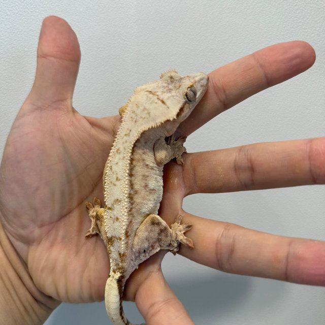 노멀 크림 크림시클