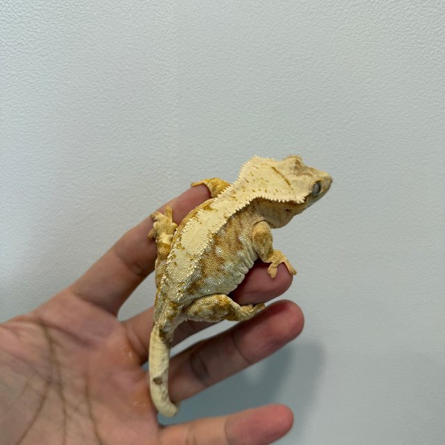 노멀 크림 옐로우 크림시클