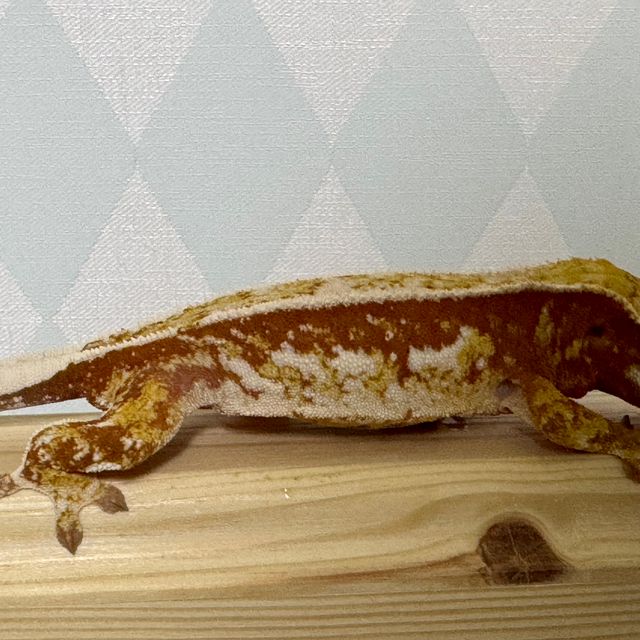 쿼드 레드