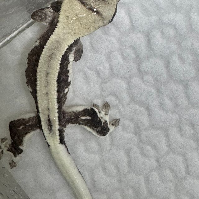 릴잔틱