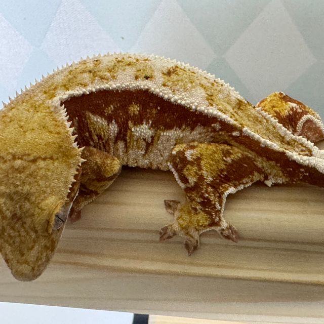 쿼드 레드