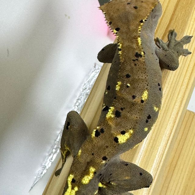 카푸치노 달마시안